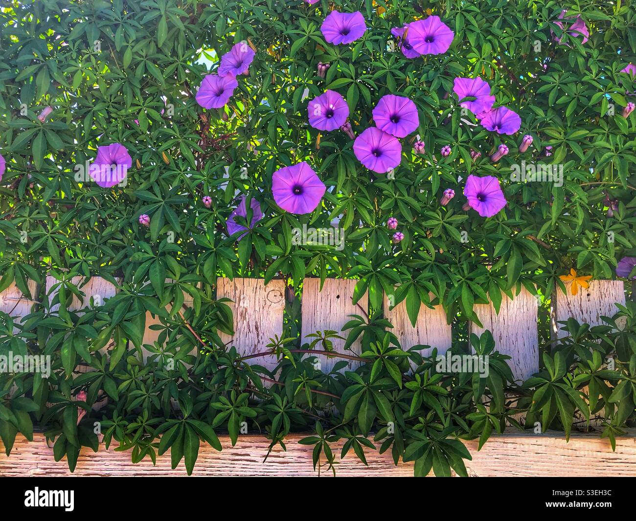 Purple flowers with wooden fence hi-res stock photography and images ...