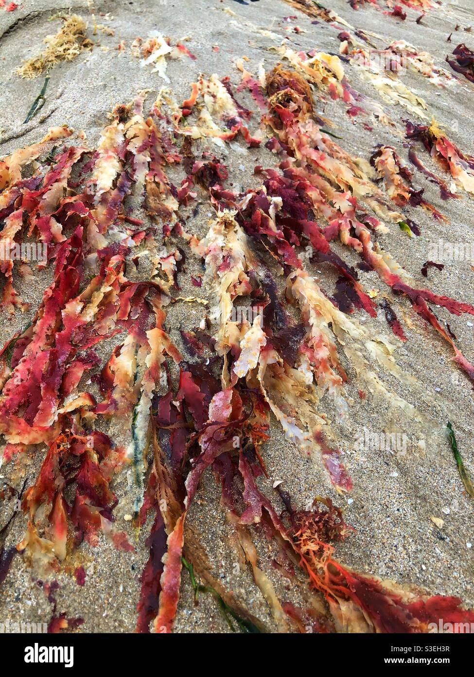Multicoloured seaweed on a Beach in South Africa Stock Photo Alamy