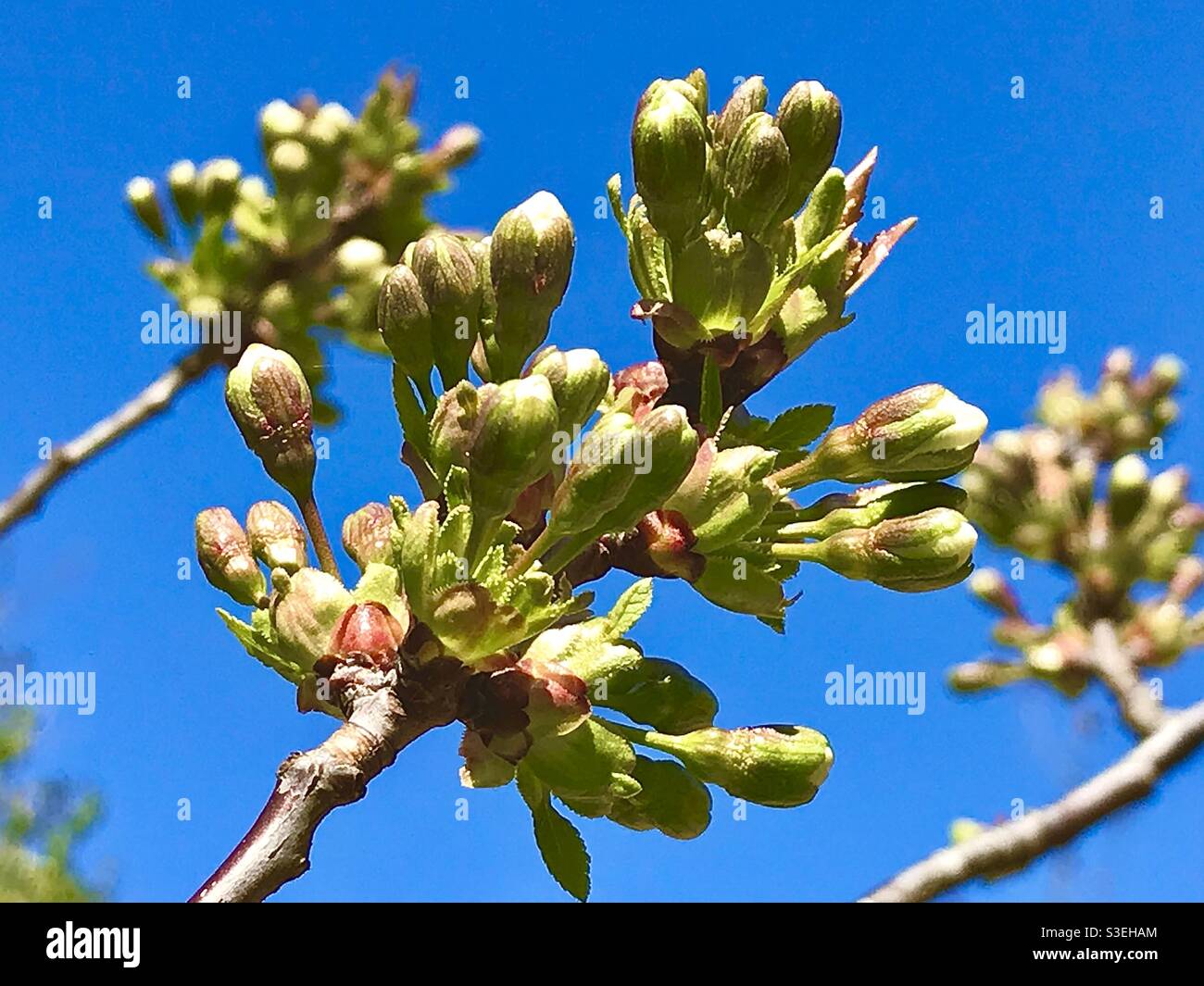 New Cherry Blossom ready to flower. Spring 2021 - Smartphone Captured Stock Image