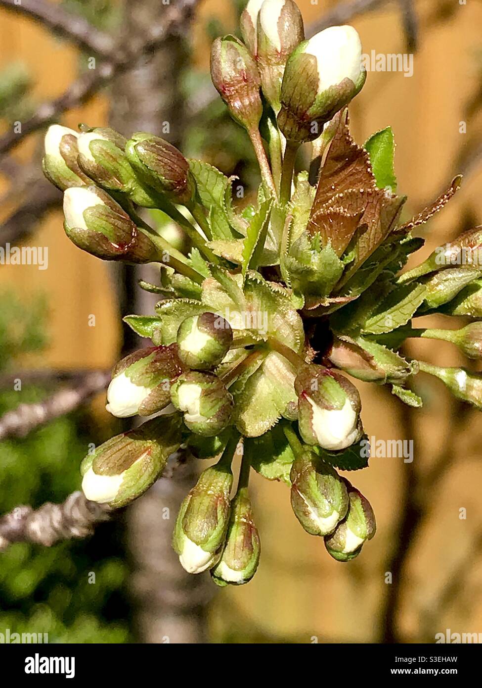 My cherry tree buds just waiting to open . Spring 2021 Stock Photo - Alamy