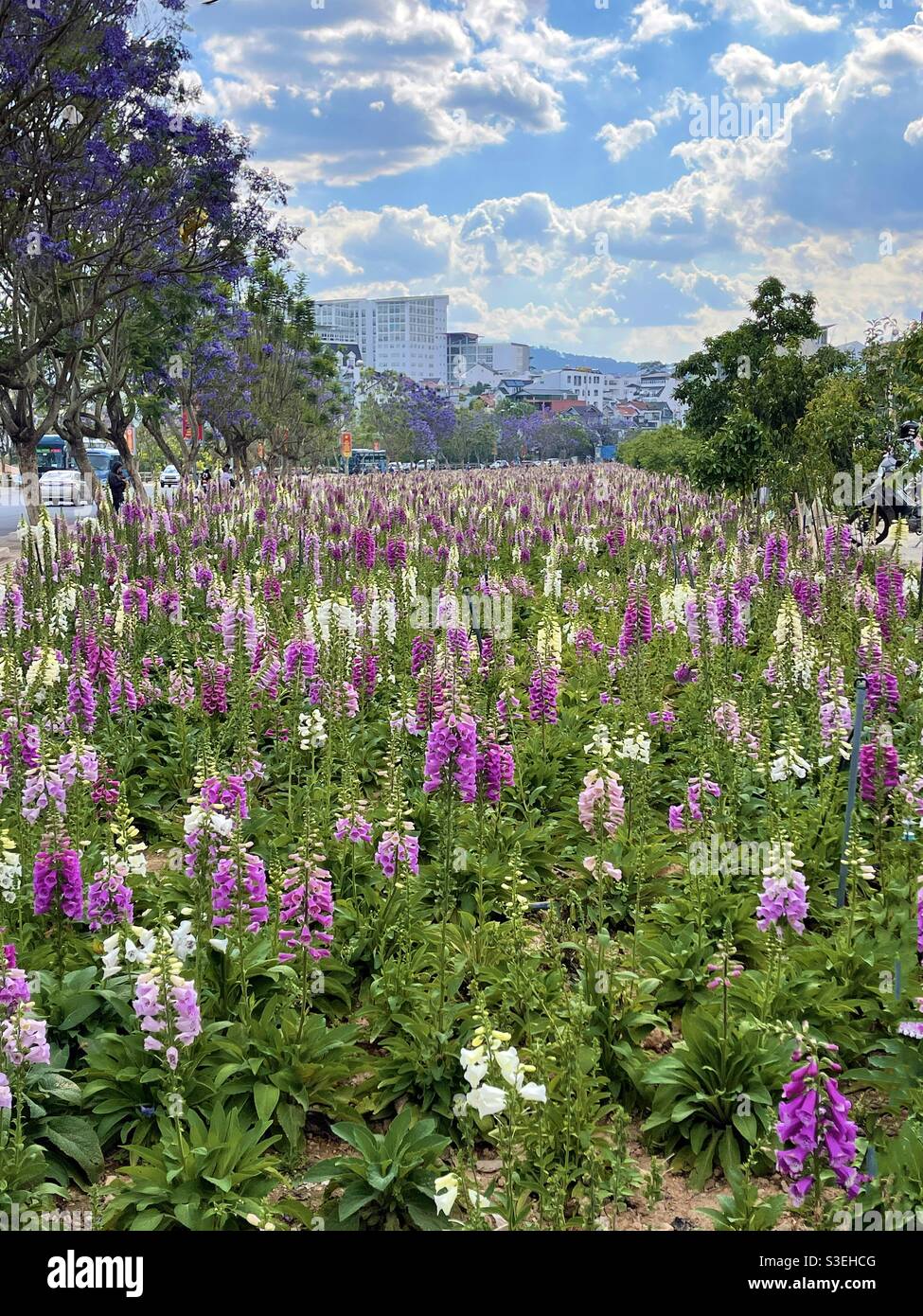 flower - Smartphone Captured Stock Image