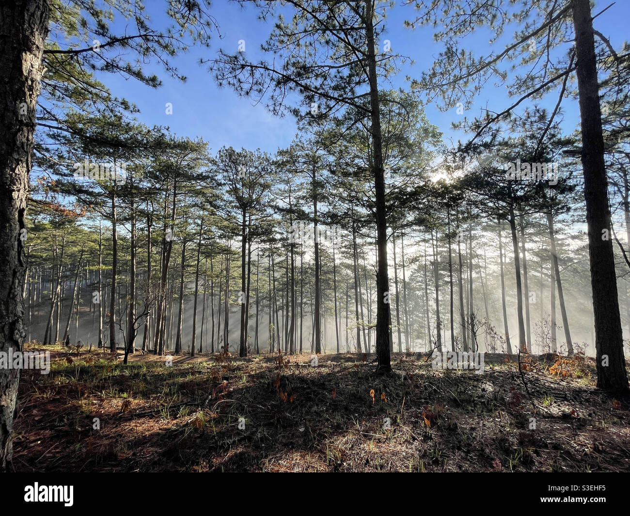 early sunshine in the dew - Smartphone Captured Stock Image