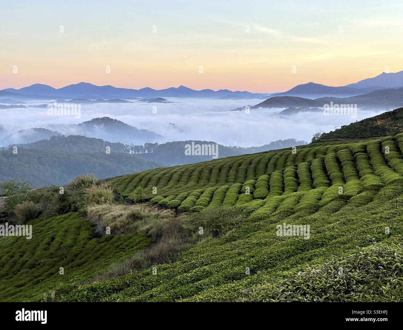 tea hill land bridge Stock Photo Alamy