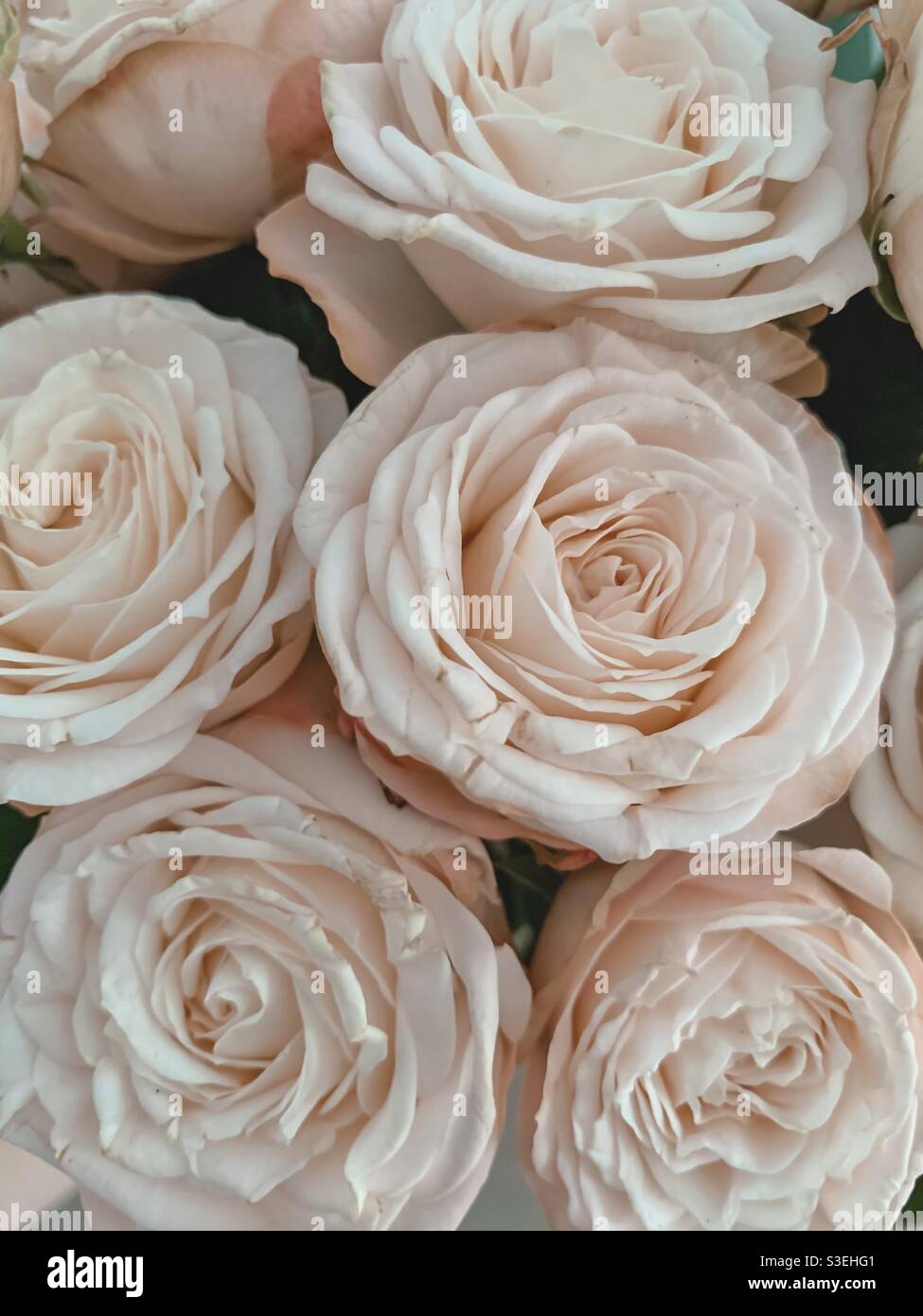 Pale pink roses pattern Stock Photo