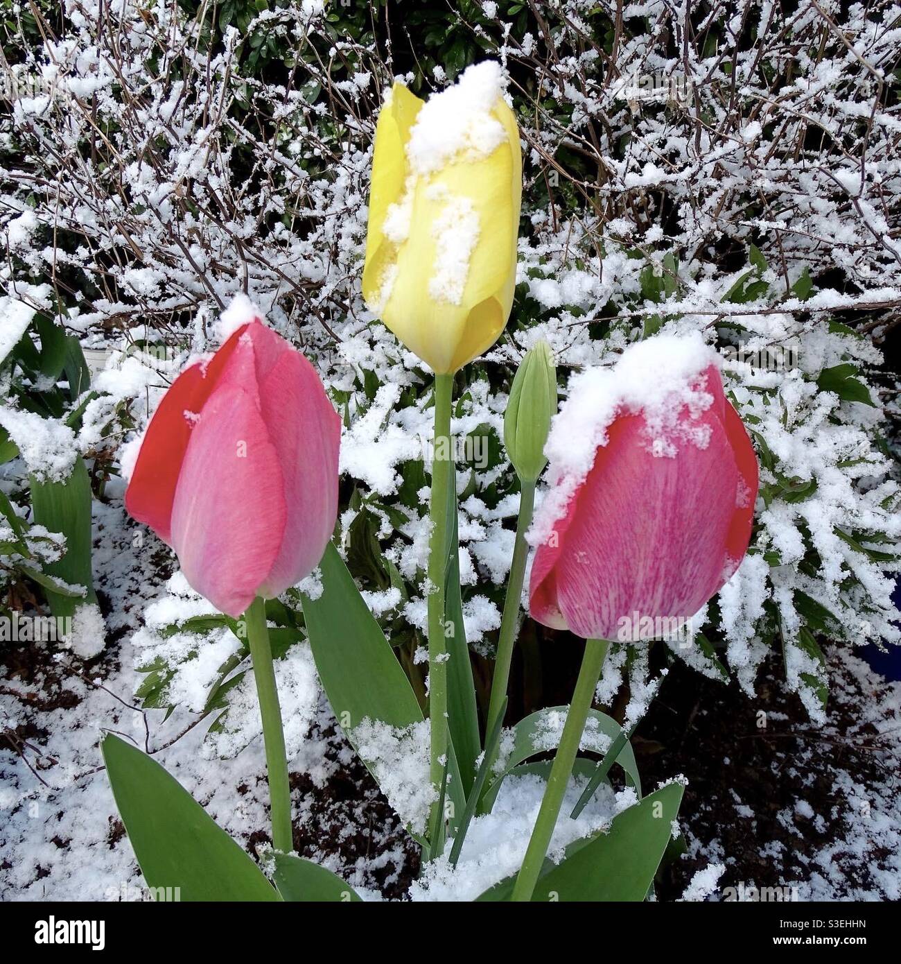 Red and yellow tulips in the snow in springtime Stock Photo