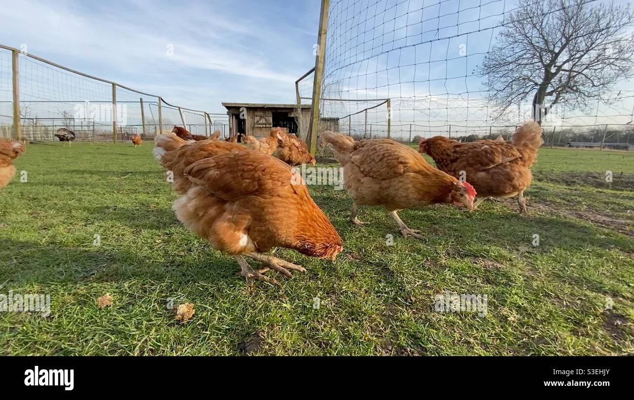 Chickens pecking the ground in chicken coop Stock Photo Alamy