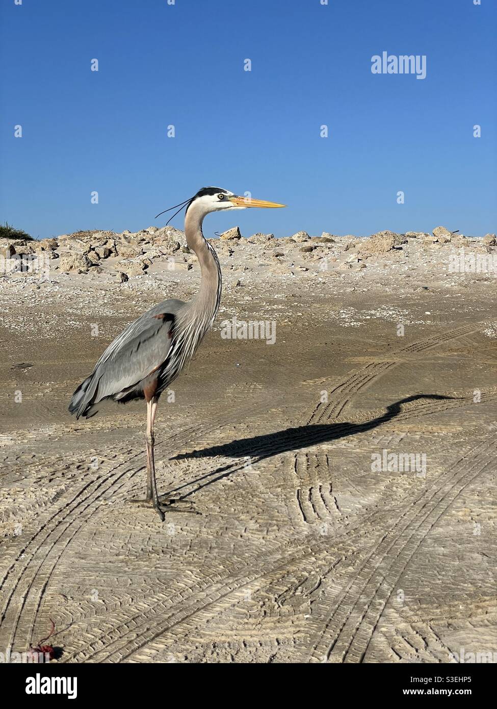 Great blue heron with his shadow cast upon the sand - Smartphone Captured Stock Image