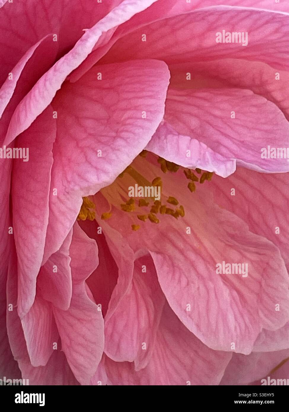 Flower petal veins close up hires stock photography and images Alamy