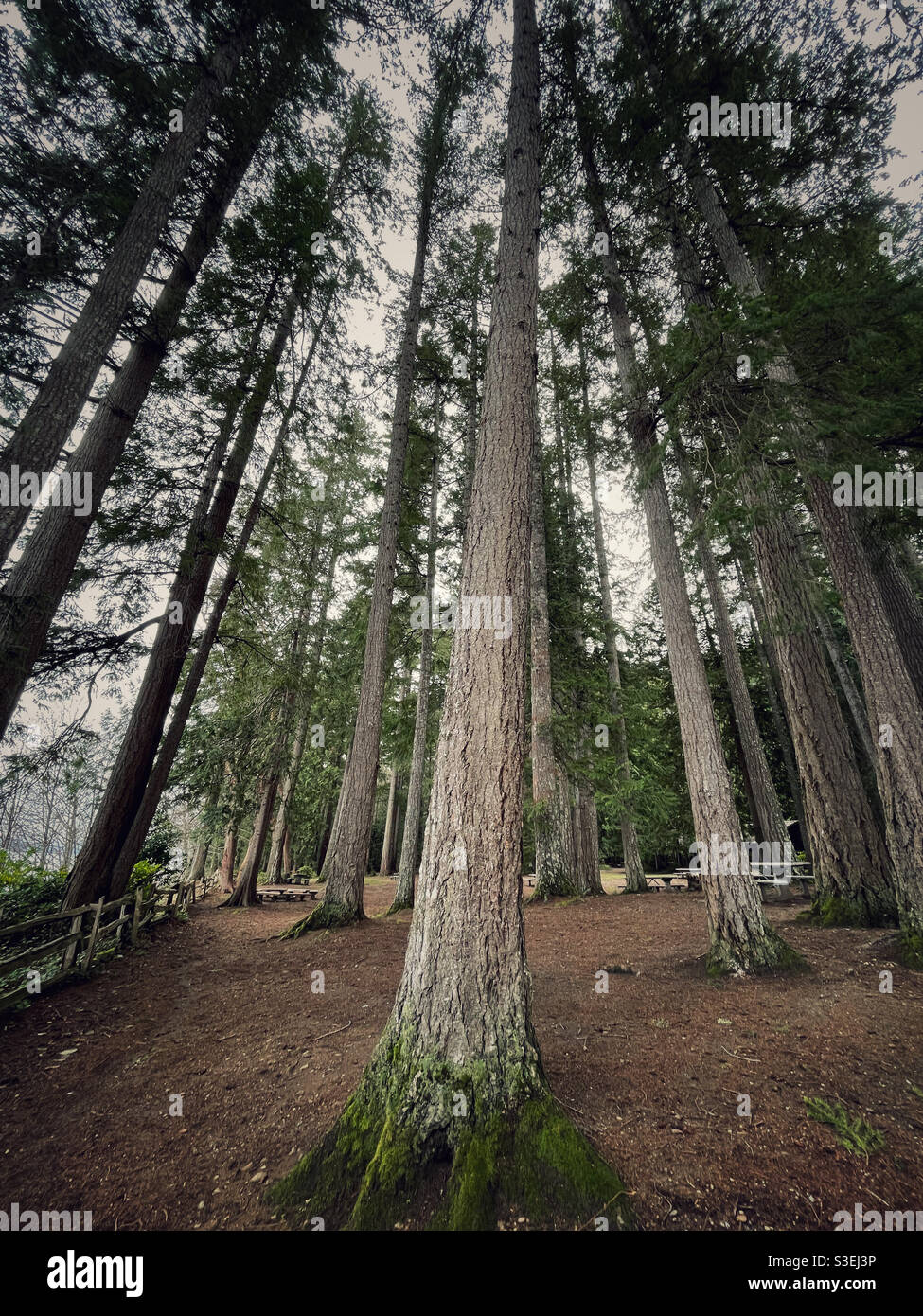 evergreens of pacific northwest Stock Photo Alamy