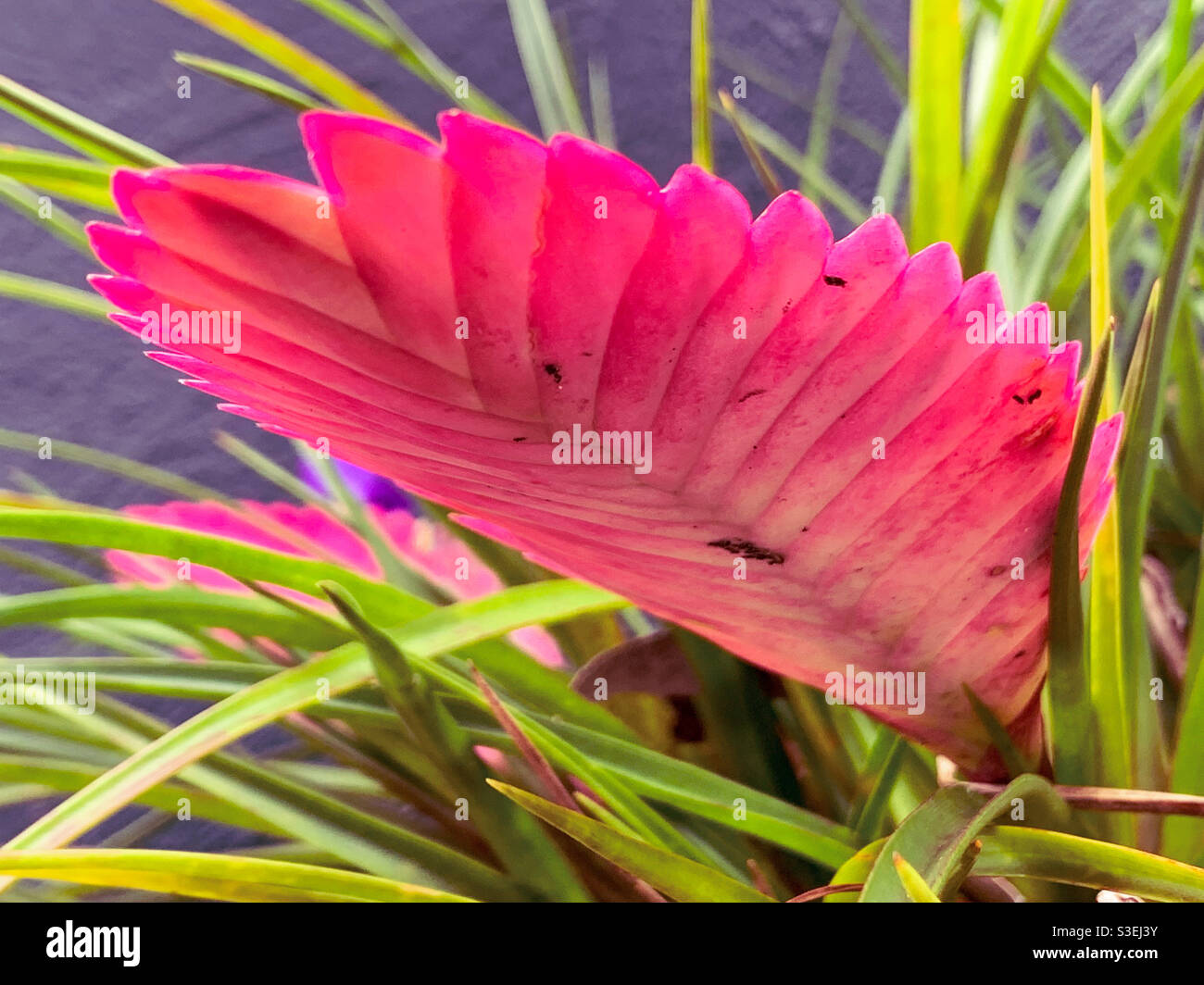 Hot pink Cyanea or Pink Quill plant bract with its paddle shaped spikes autumn and green leaves, bright and glowing - Smartphone Captured Stock Image