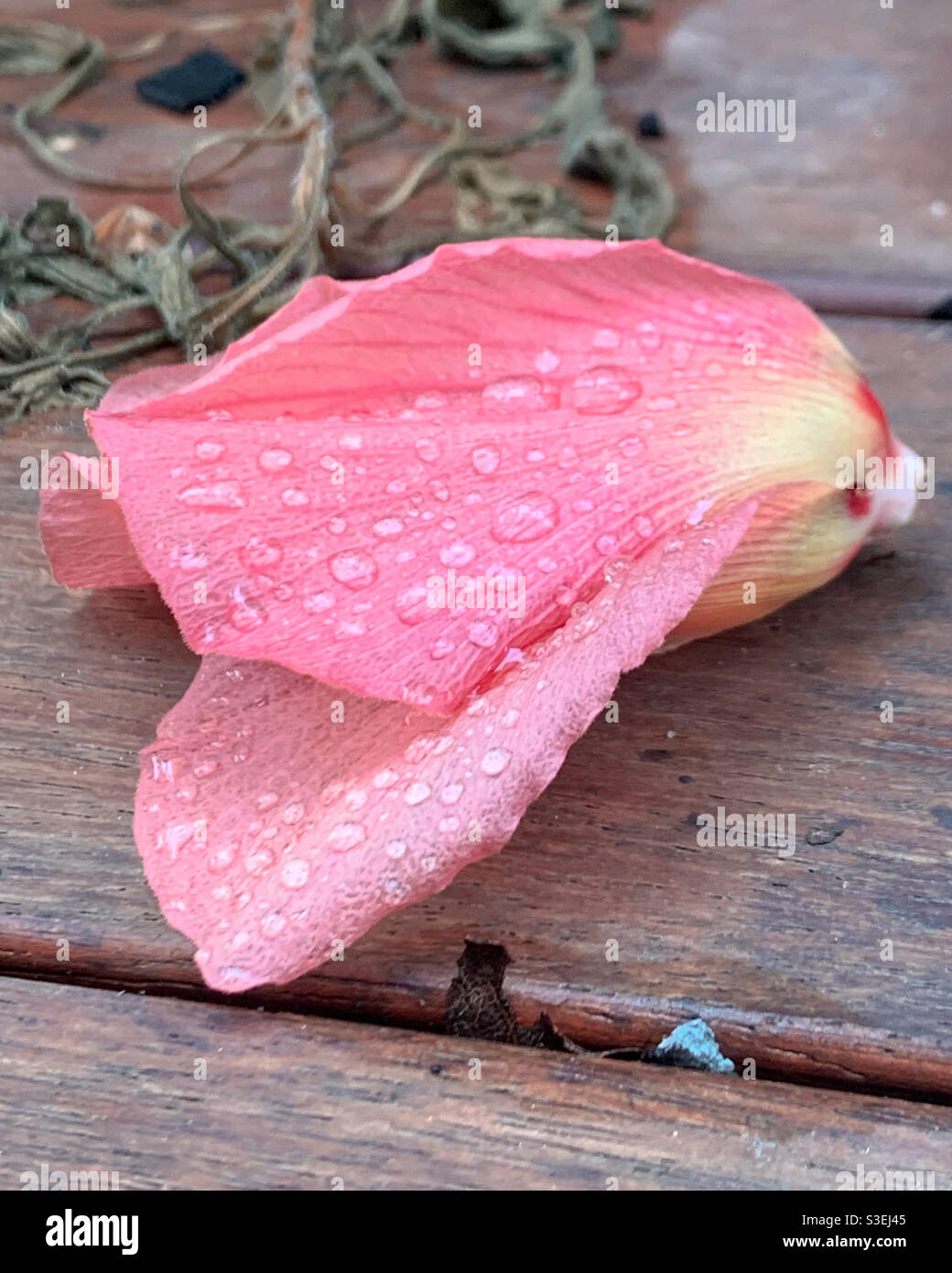 Peachy colours flower lying on the ground - Smartphone Captured Stock Image
