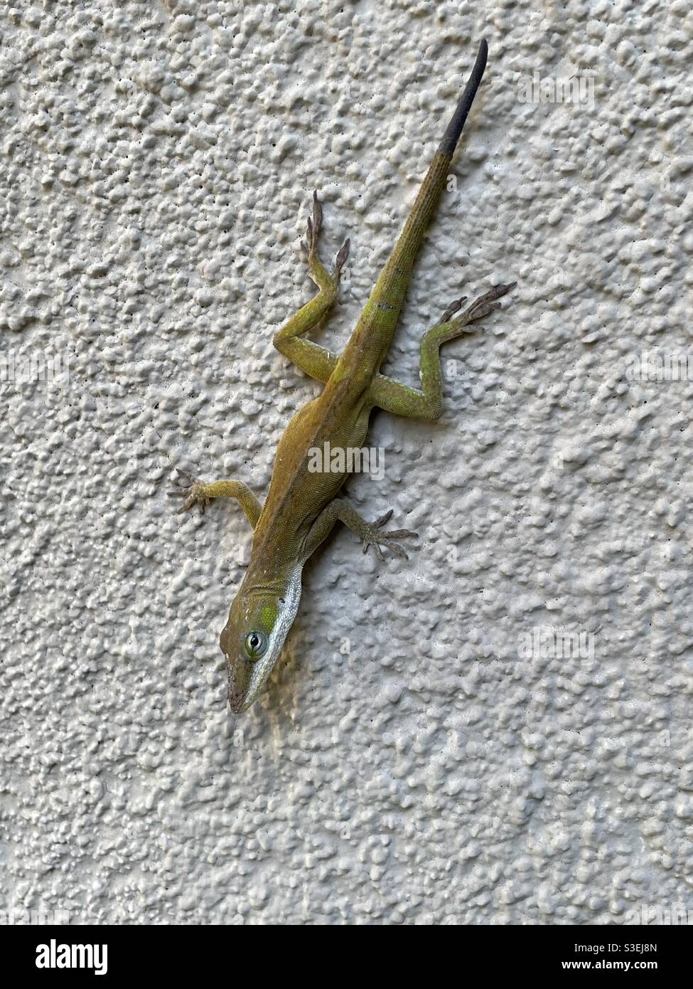 Green anole lizard that is changing colors - Smartphone Captured Stock Image