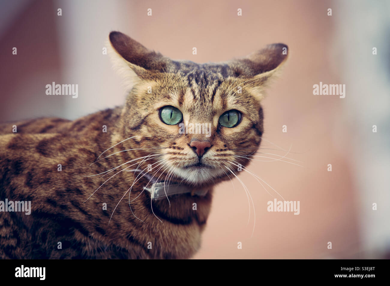 A scared tabby cat with its ears pinned back and flattened Stock Photo