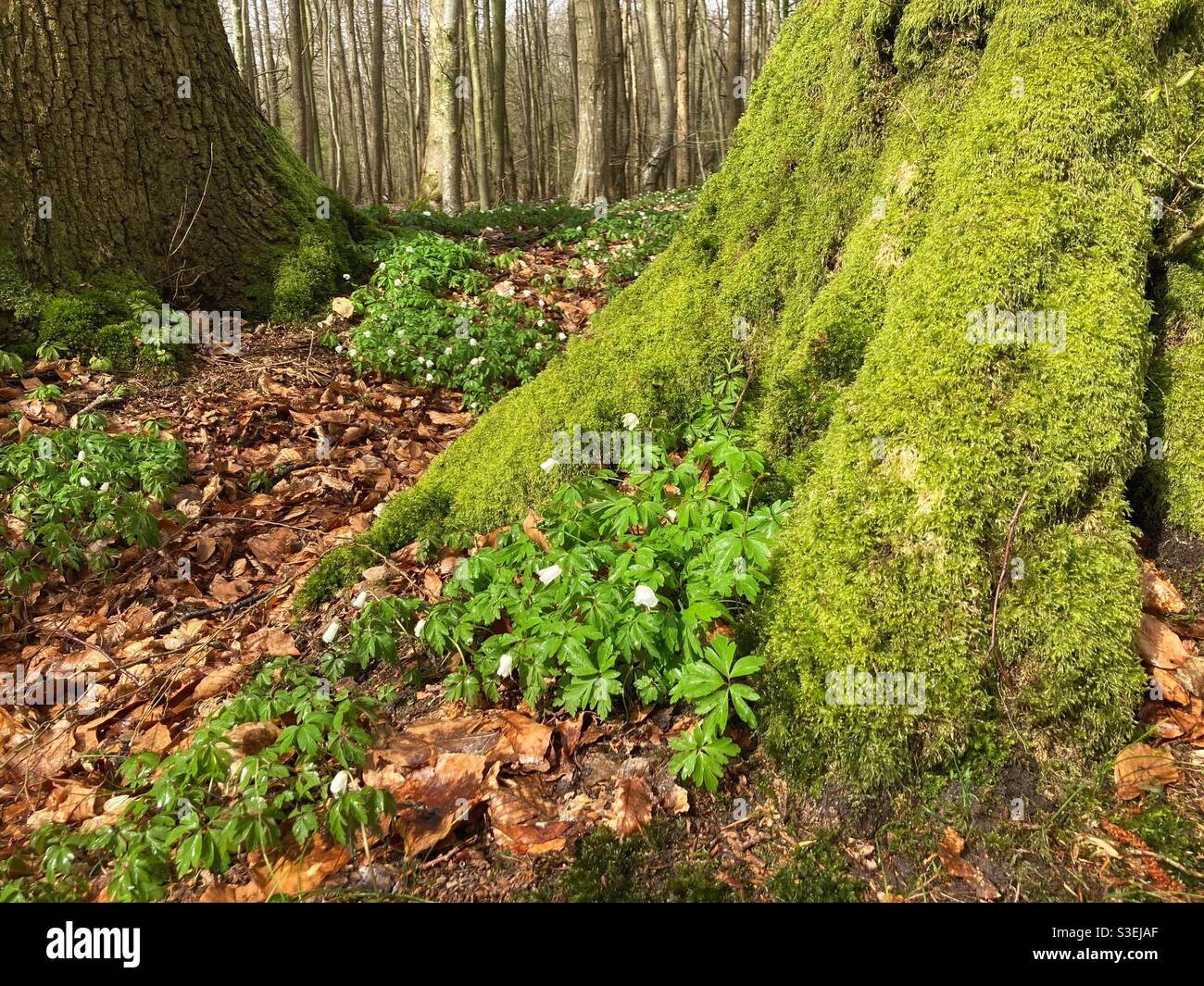 Anemone nemorosa growing at the base of a large tree in the Forest hasbruch in Spring, Hude, Lower Saxony, Germany Stock Photo