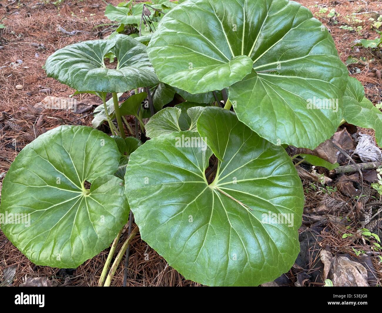 18+ tractor seat plants SanchaLadimer