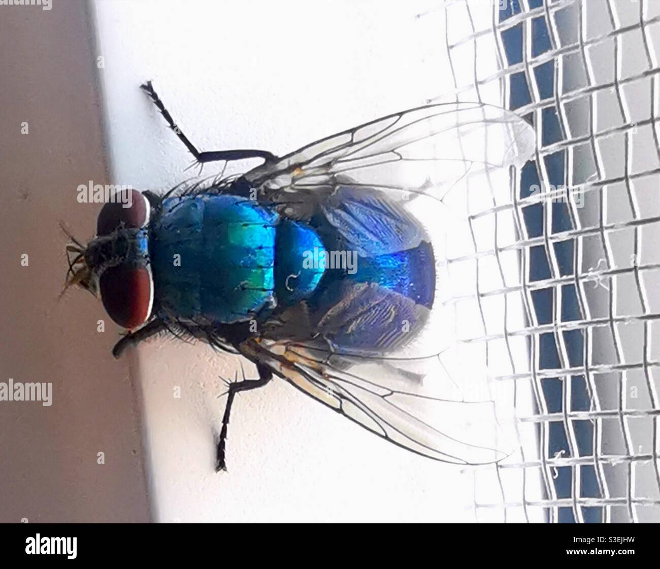 A closeup shot of a blue fly. - Smartphone Captured Stock Image