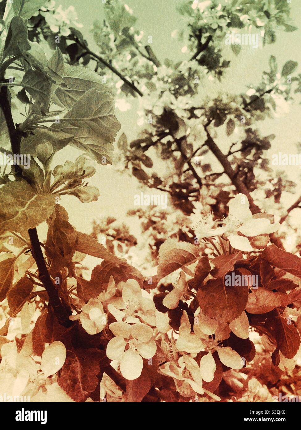 Nostalgic monochrome apple blossom tree - Smartphone Captured Stock Image