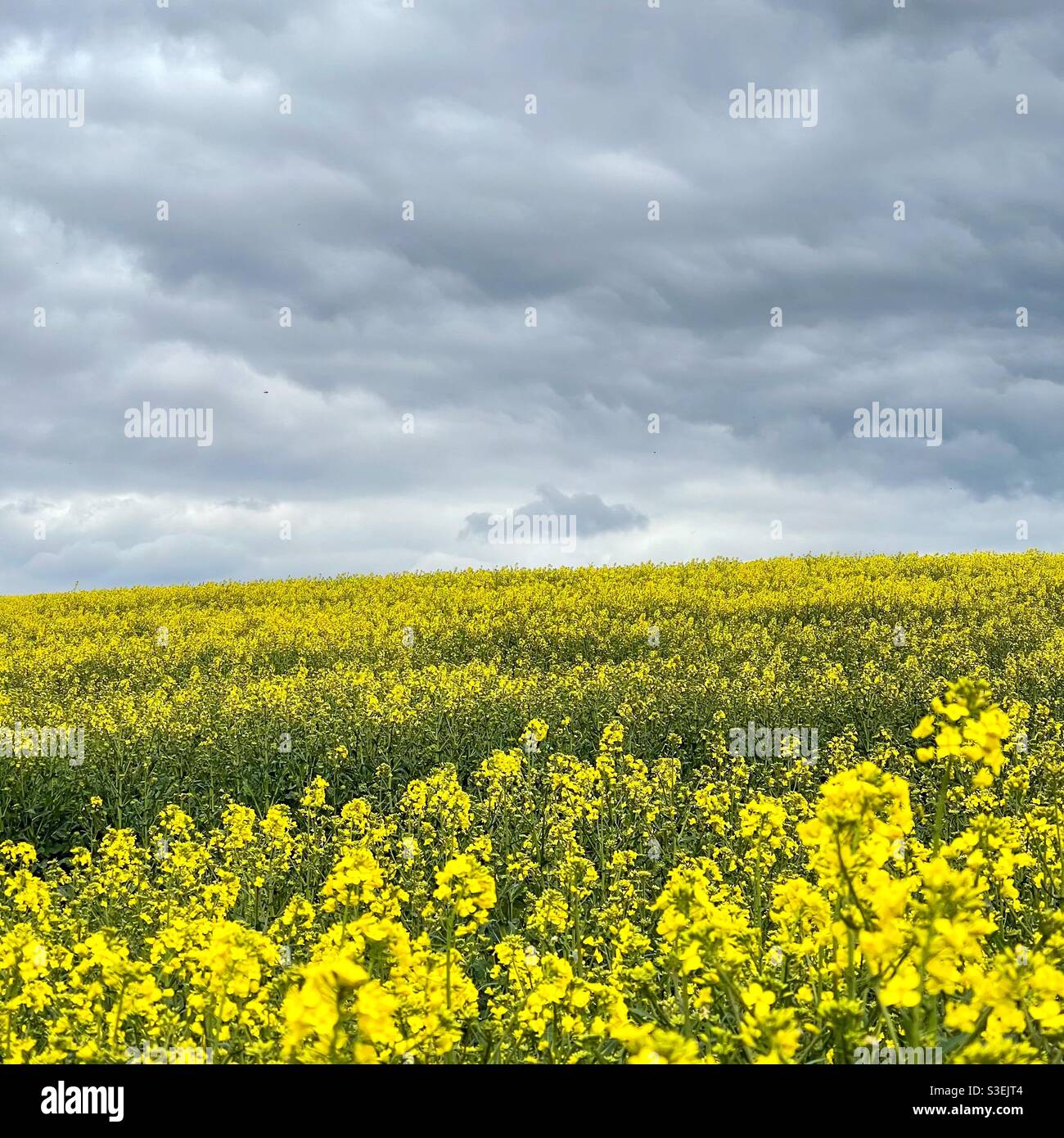 Field of yellow - Smartphone Captured Stock Image