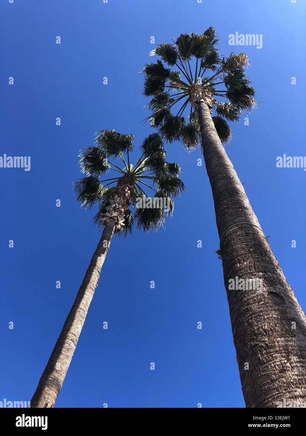 Tall tropical trees hi-res stock photography and images - Alamy