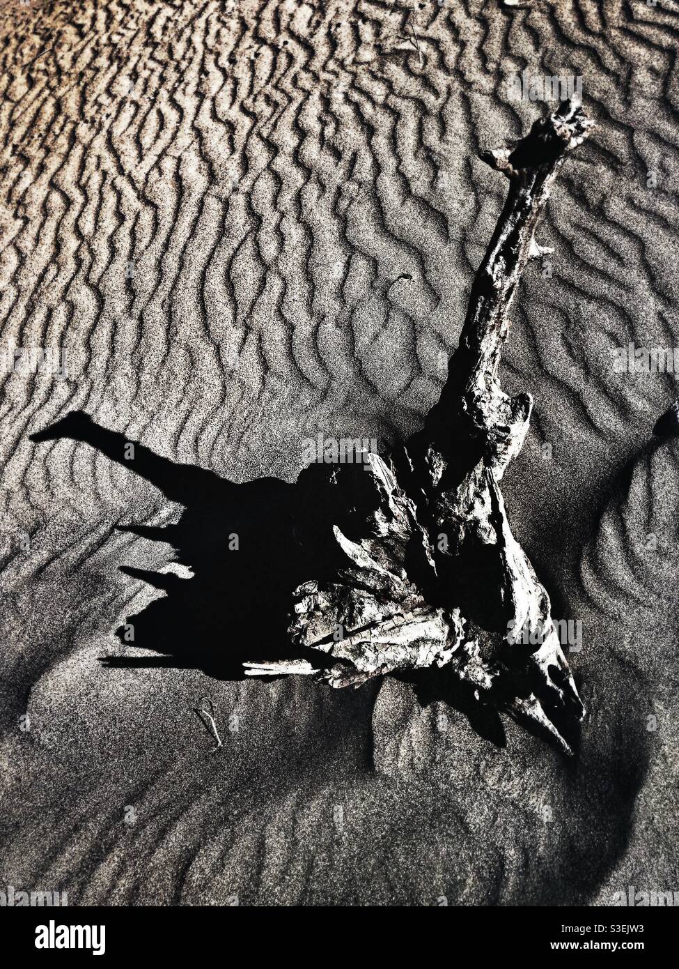 Decayed tree log on sandy beach - Smartphone Captured Stock Image