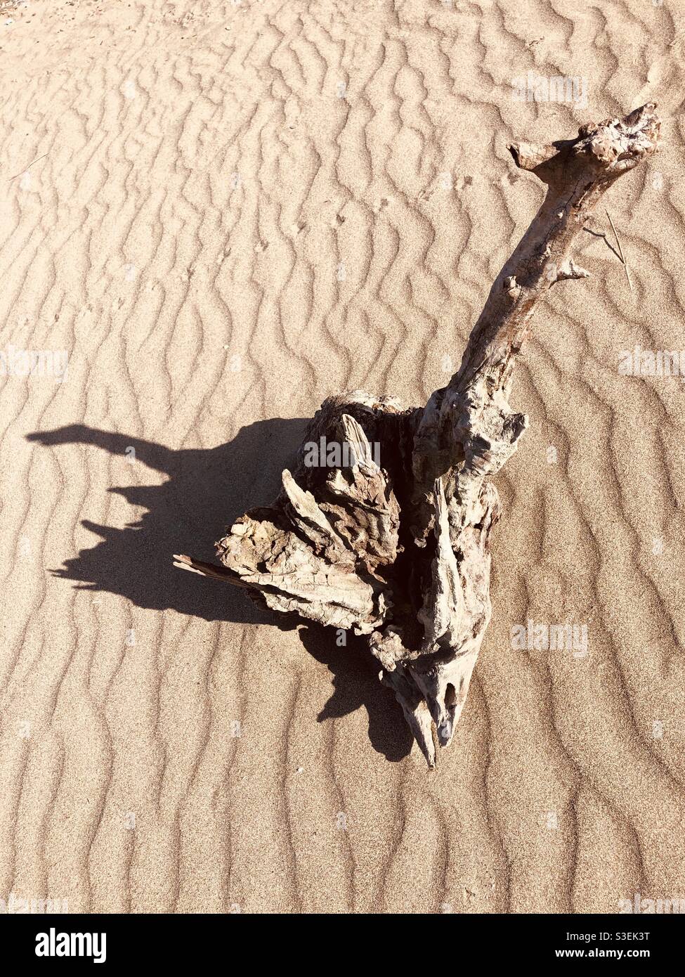 Decayed tree log on sandy beach Stock Photo
