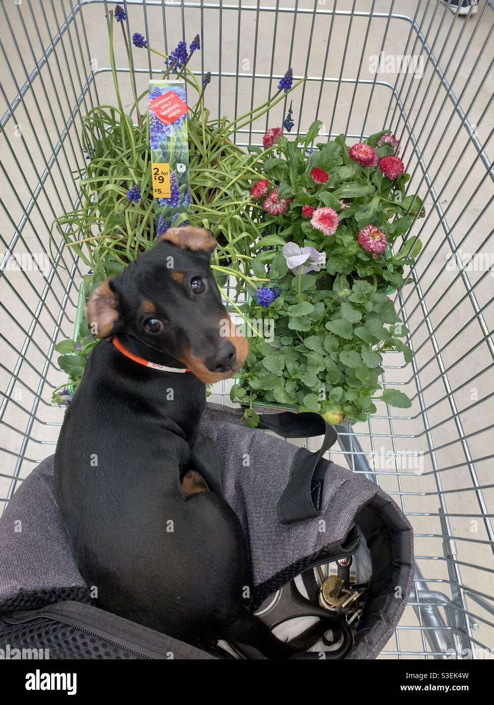 Garden centre shopping with my dachshund Stock Photo