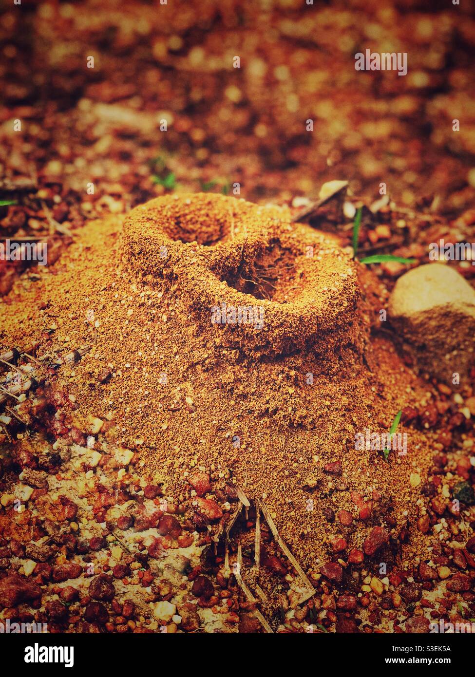 A picture of an ant nest. Stock Photo