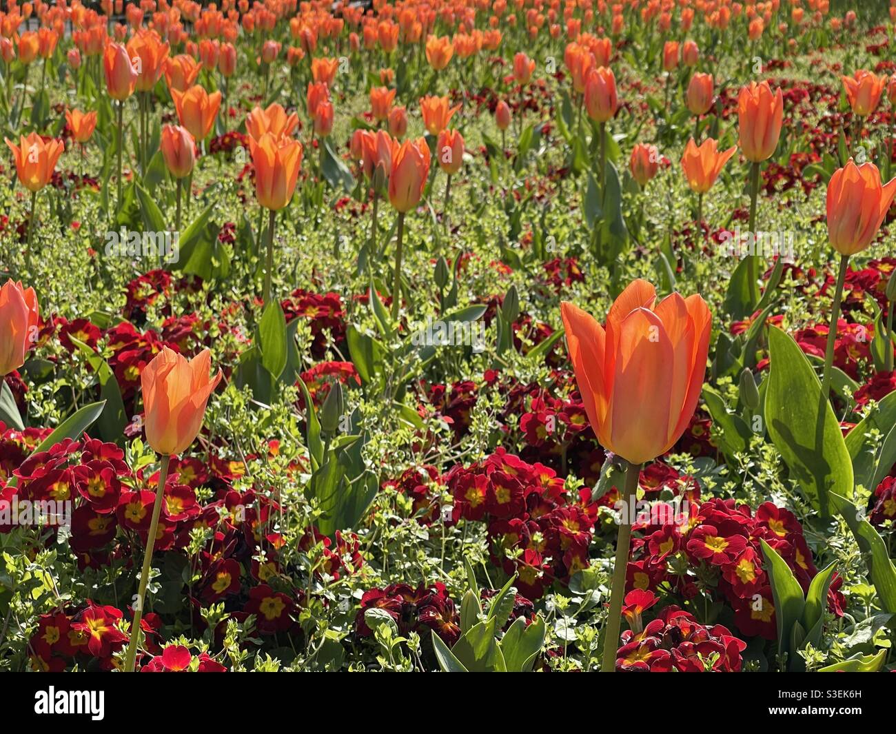 Orange tulips in a flower bed Stock Photo