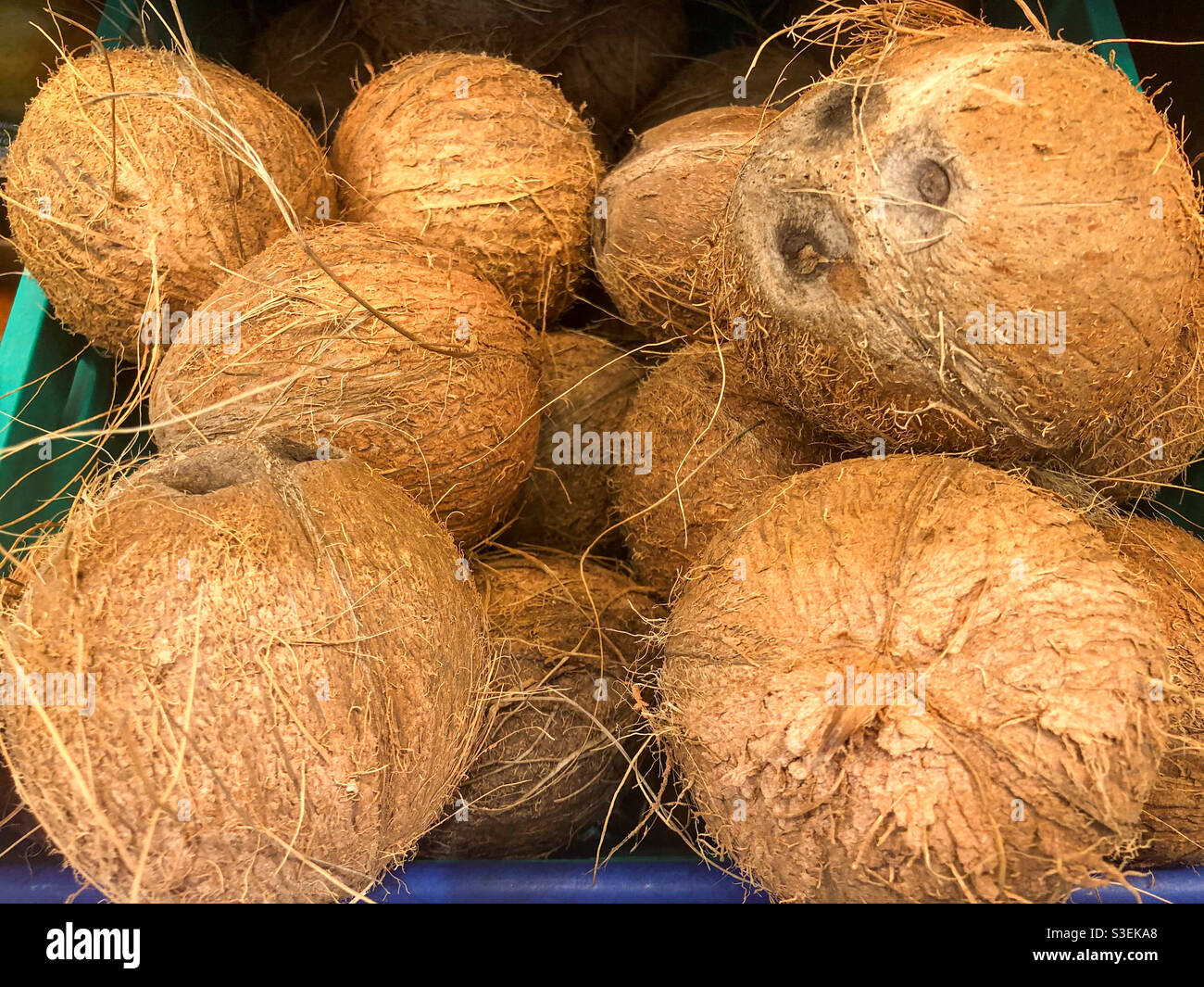 Fresh coconuts on sale in a supermarket. - Smartphone Captured Stock Image