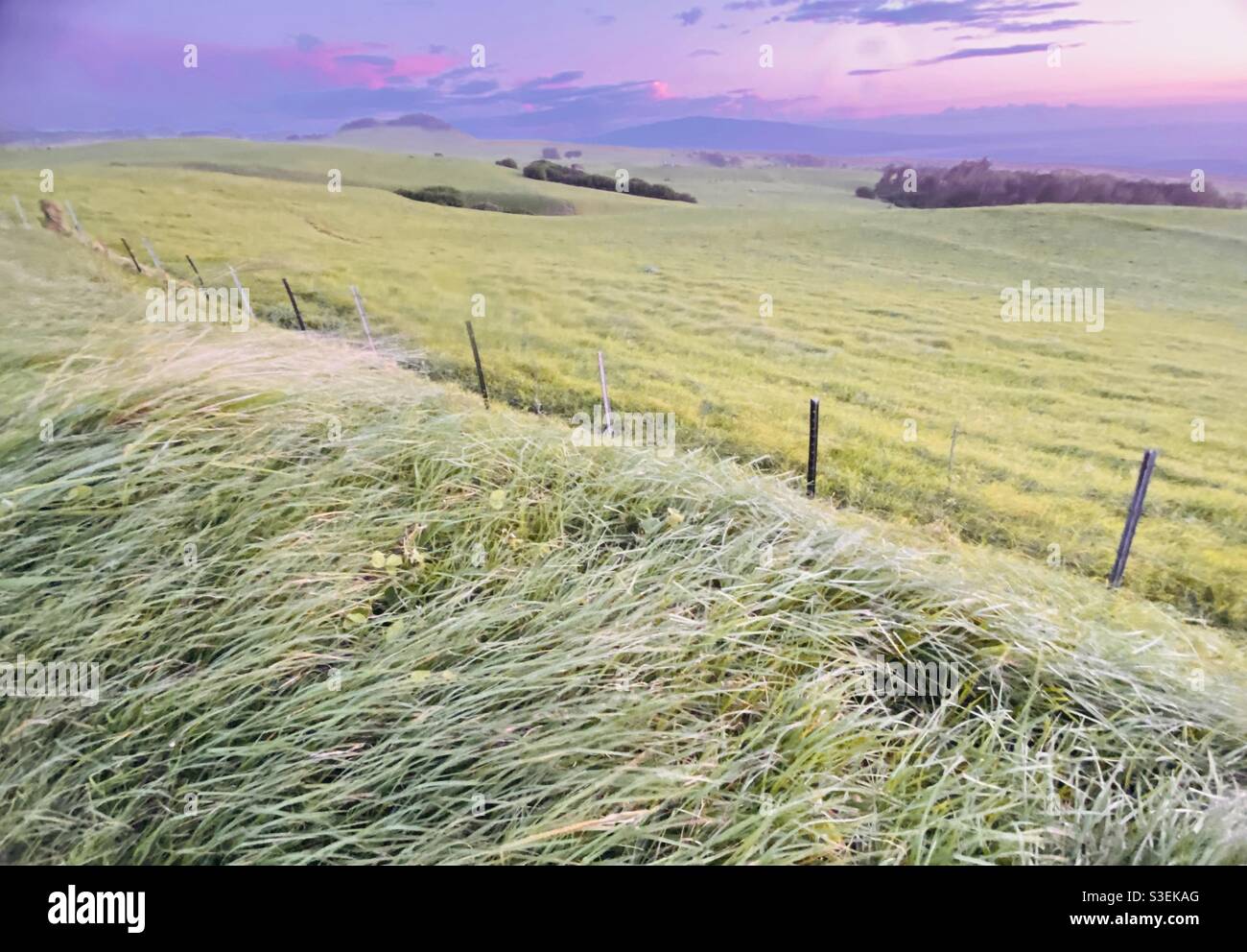 Evening colors in the lush wind blown grasslands in the highlands of Waimea in the big island of Hawaii Stock Photo