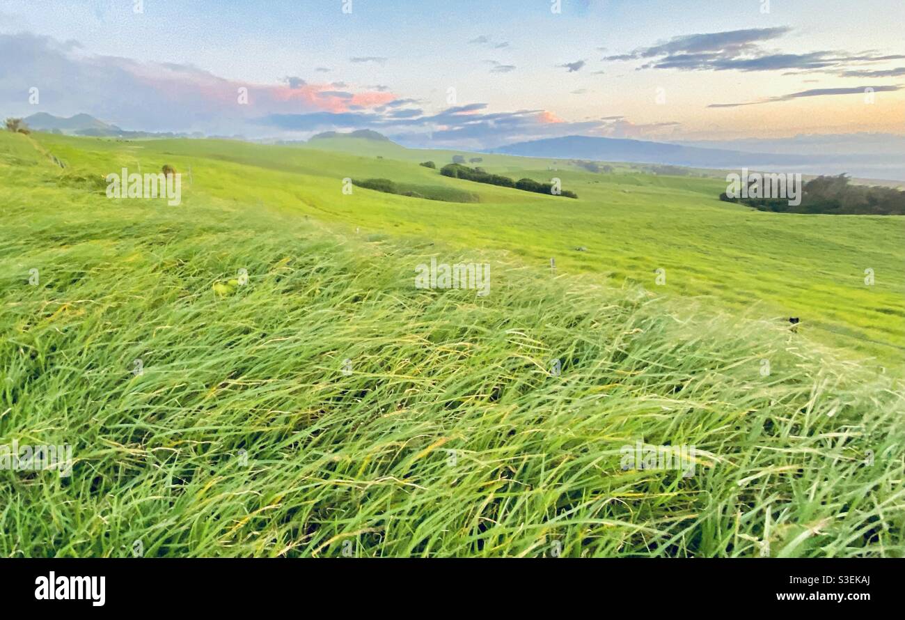 Sunset colors over the lush wind blow grasslands above the highlands of Waimea, in the big Island of Hawaii - Smartphone Captured Stock Image