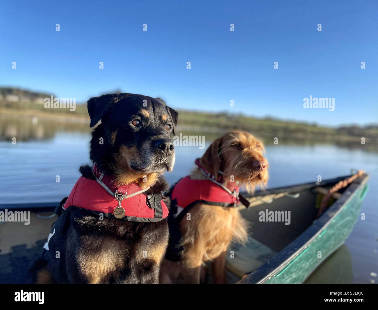 Dogs in canoe Stock Photo Alamy