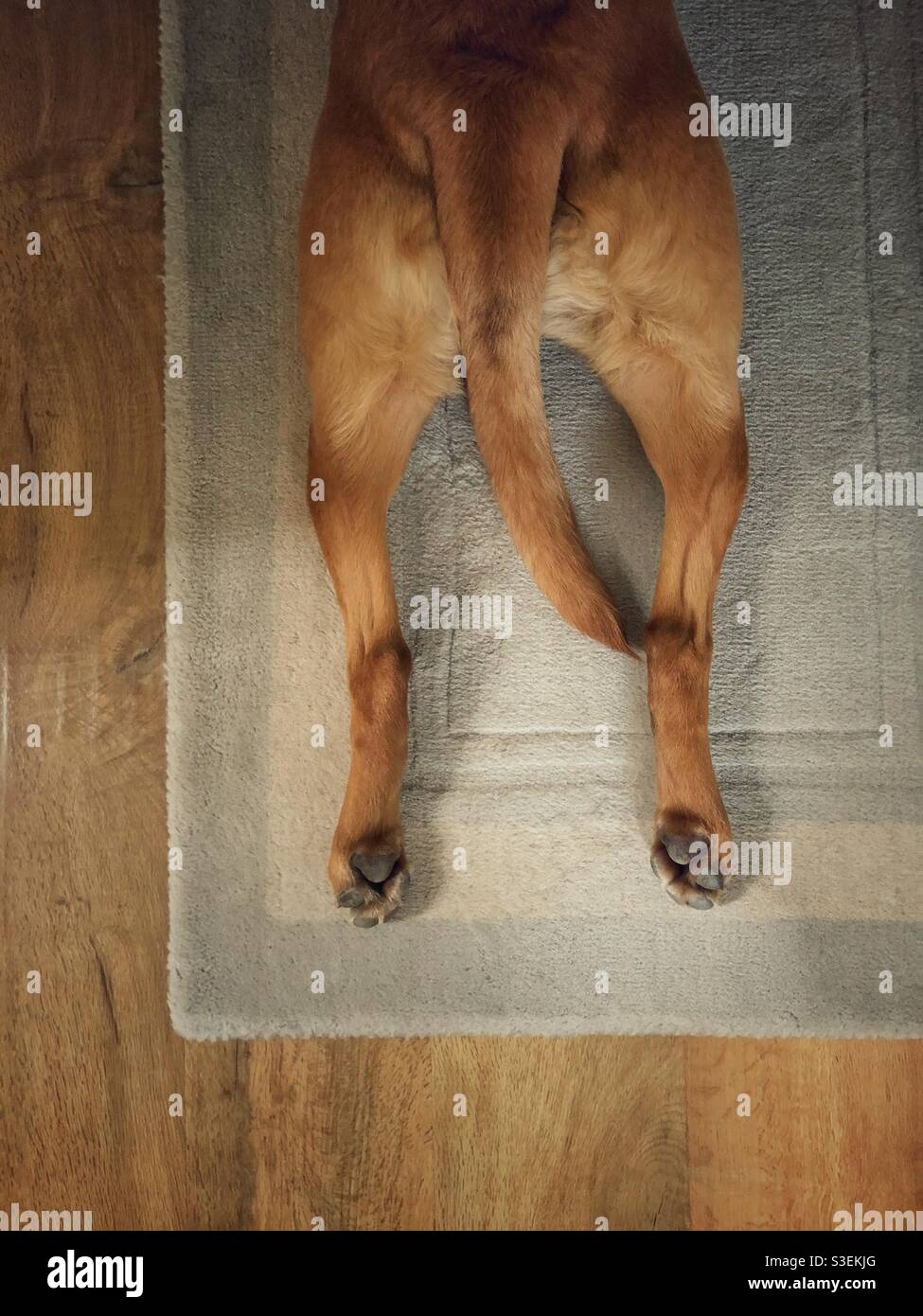 Looking down onto the outstretched hind legs of a pet dog in the sploot position with tail between legs Stock Photo