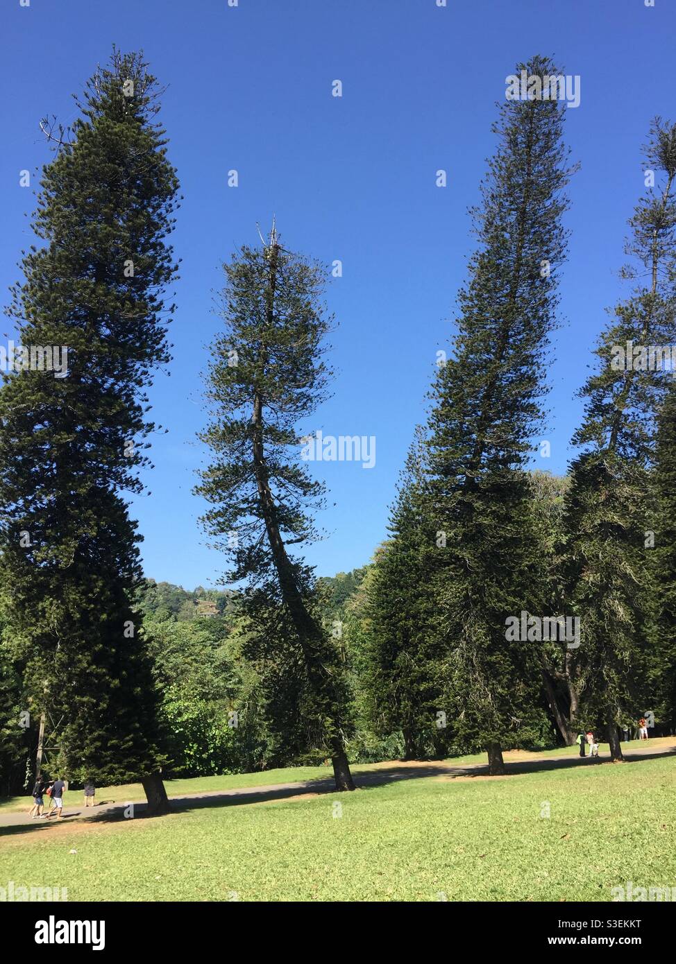 Wind swept trees Stock Photo Alamy