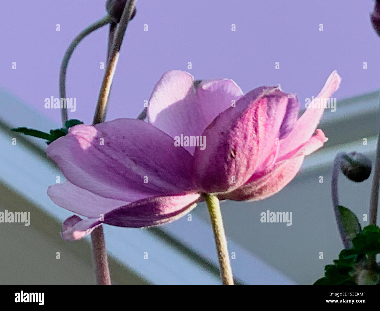 Pretty in pink Japanese Windflower in glorious bloom Stock Photo
