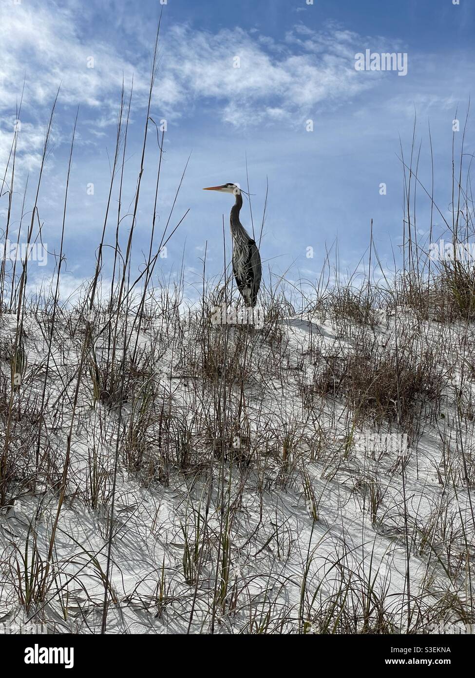 Great blue heron standing on large white sand dunes with grass at Norriego Point Florida - Smartphone Captured Stock Image
