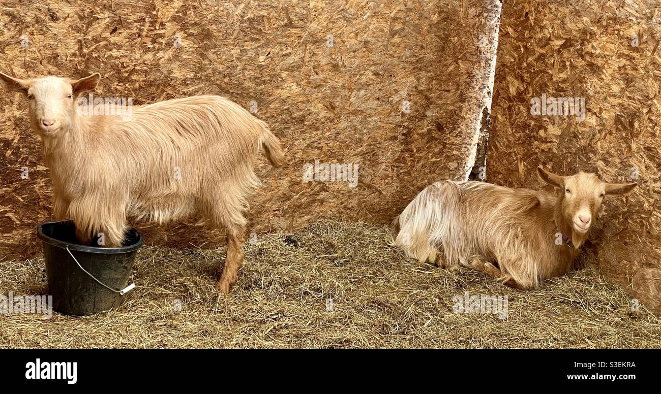 Goats at lane house alpacas - Smartphone Captured Stock Image