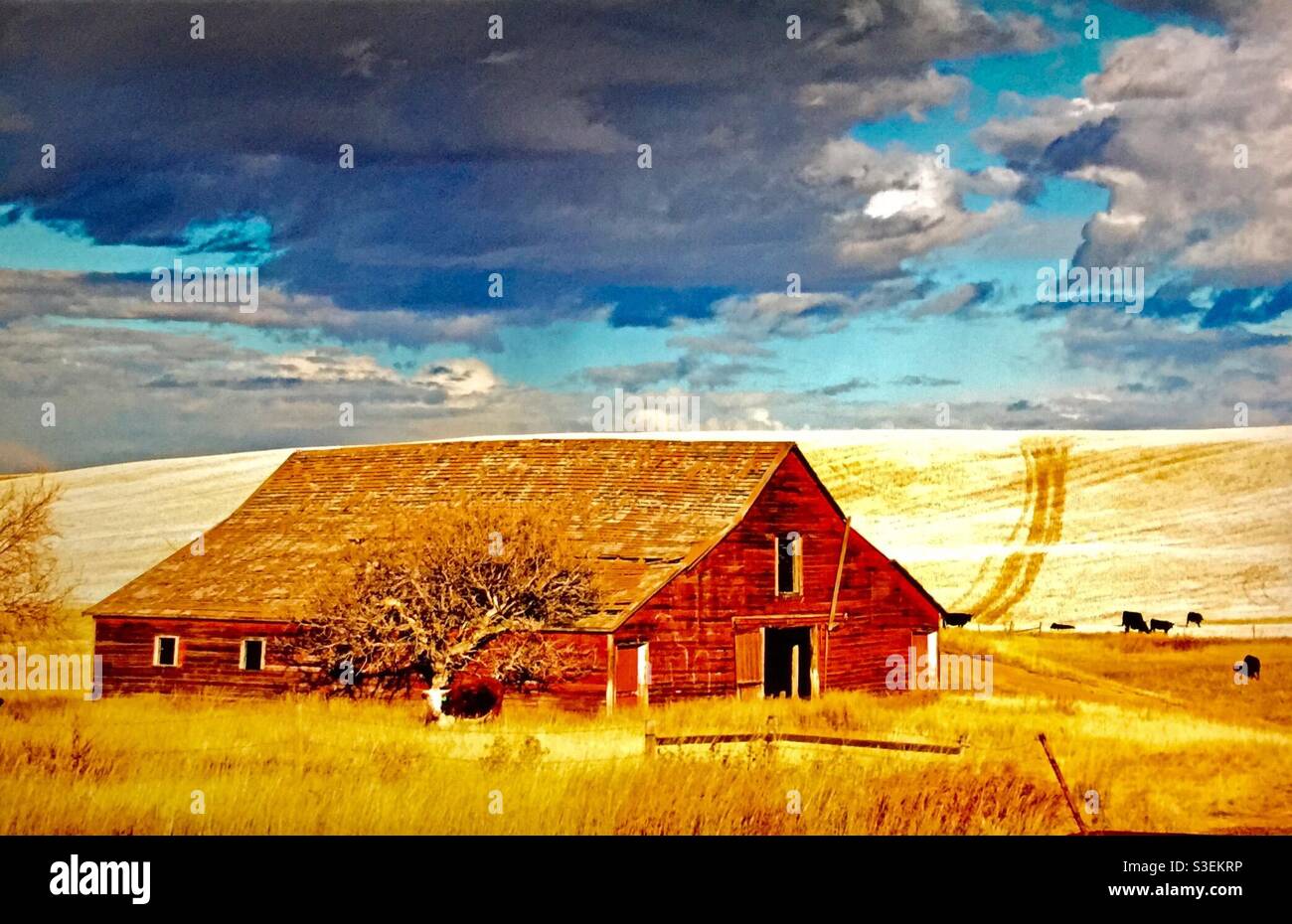 The old barn, landscape, amazing sky, tracks in the field, cattle foraging, grazing, farm, agriculture, Alberta, Canada Stock Photo