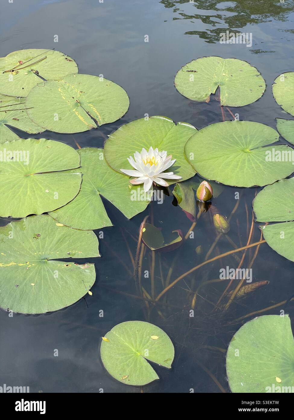 White water lily with pads and blooms emerging from the murky water Stock Photo