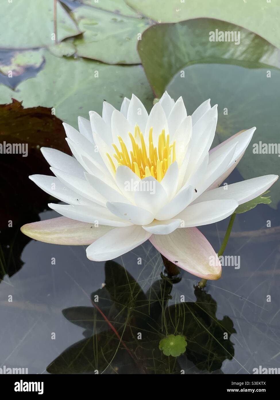 White water lily, lotus flower in murky pond water Stock Photo