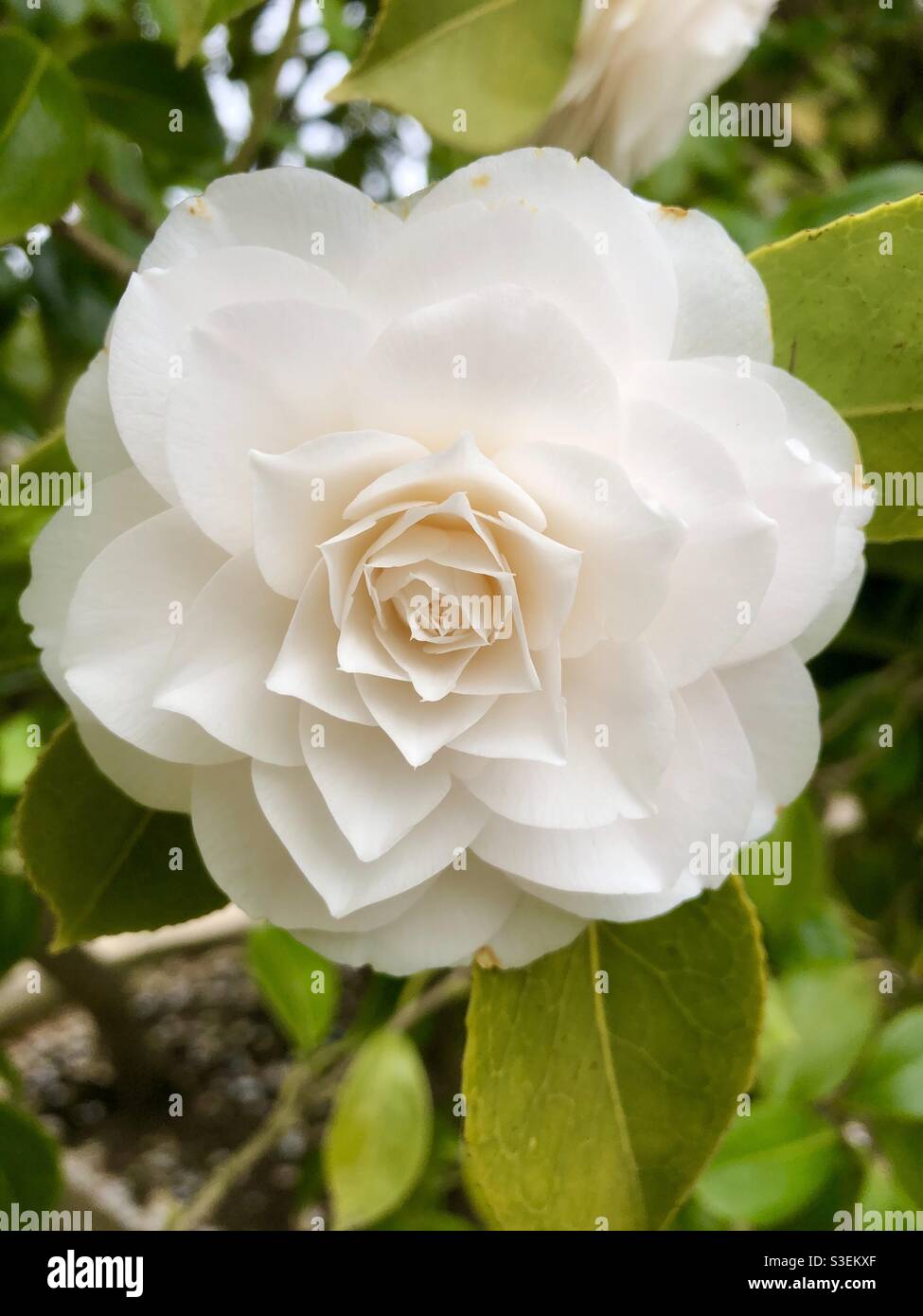 Japanese camellia (Camellia Japonica) Stock Photo