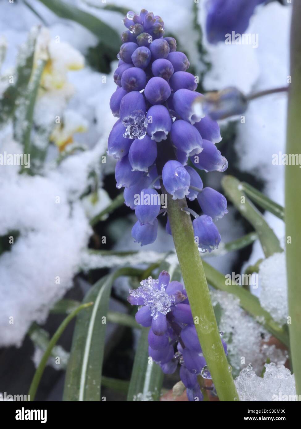 Grape hyacinth in spring snow - Smartphone Captured Stock Image