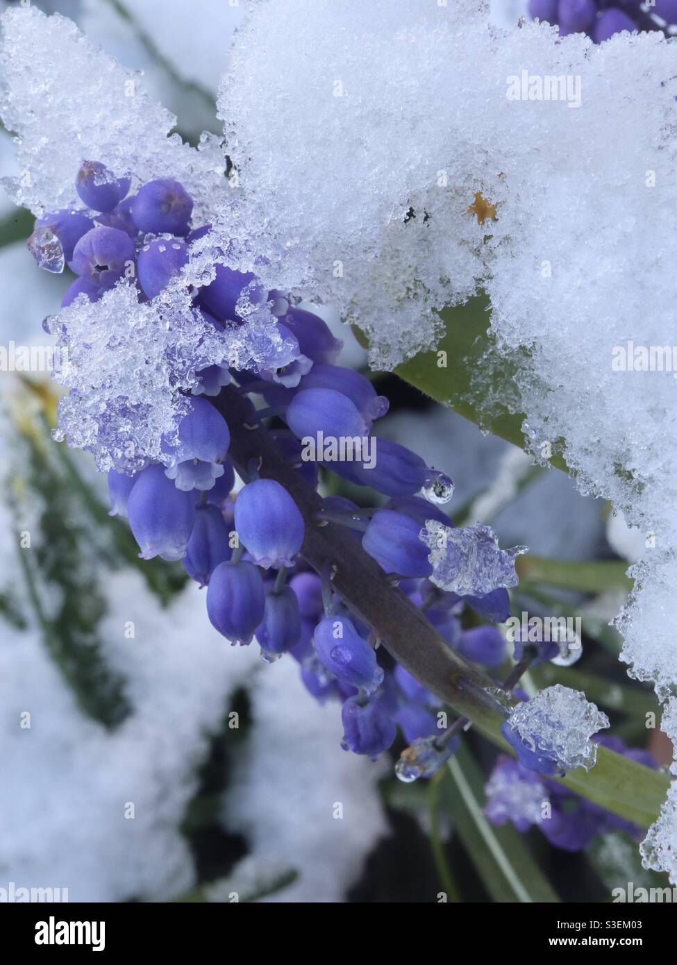 Grape hyacinth, snow and ice - Smartphone Captured Stock Image