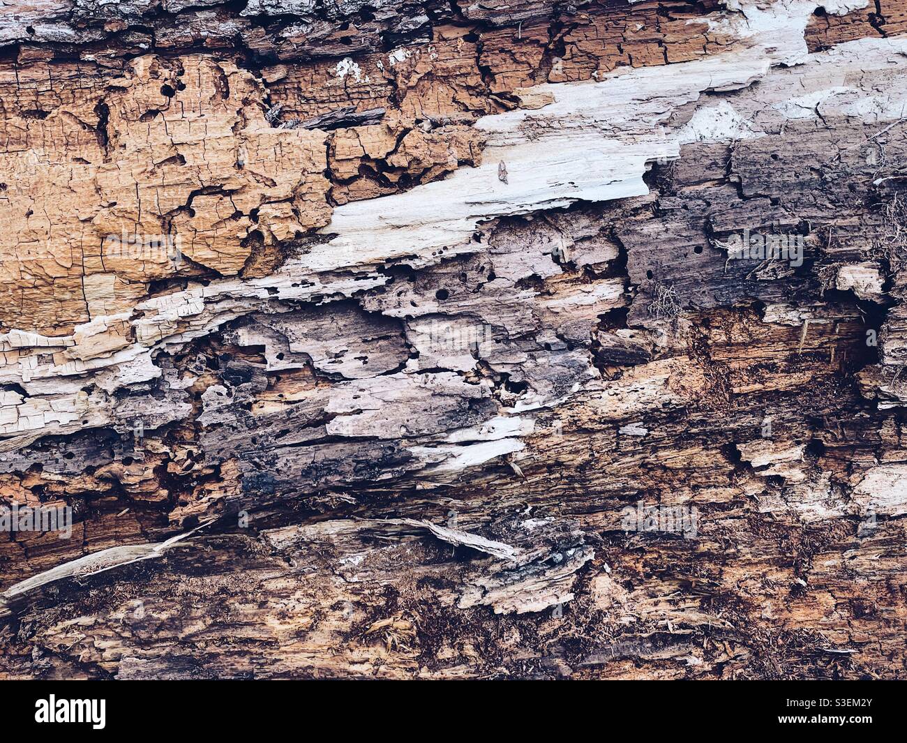 Tree bark - Smartphone Captured Stock Image