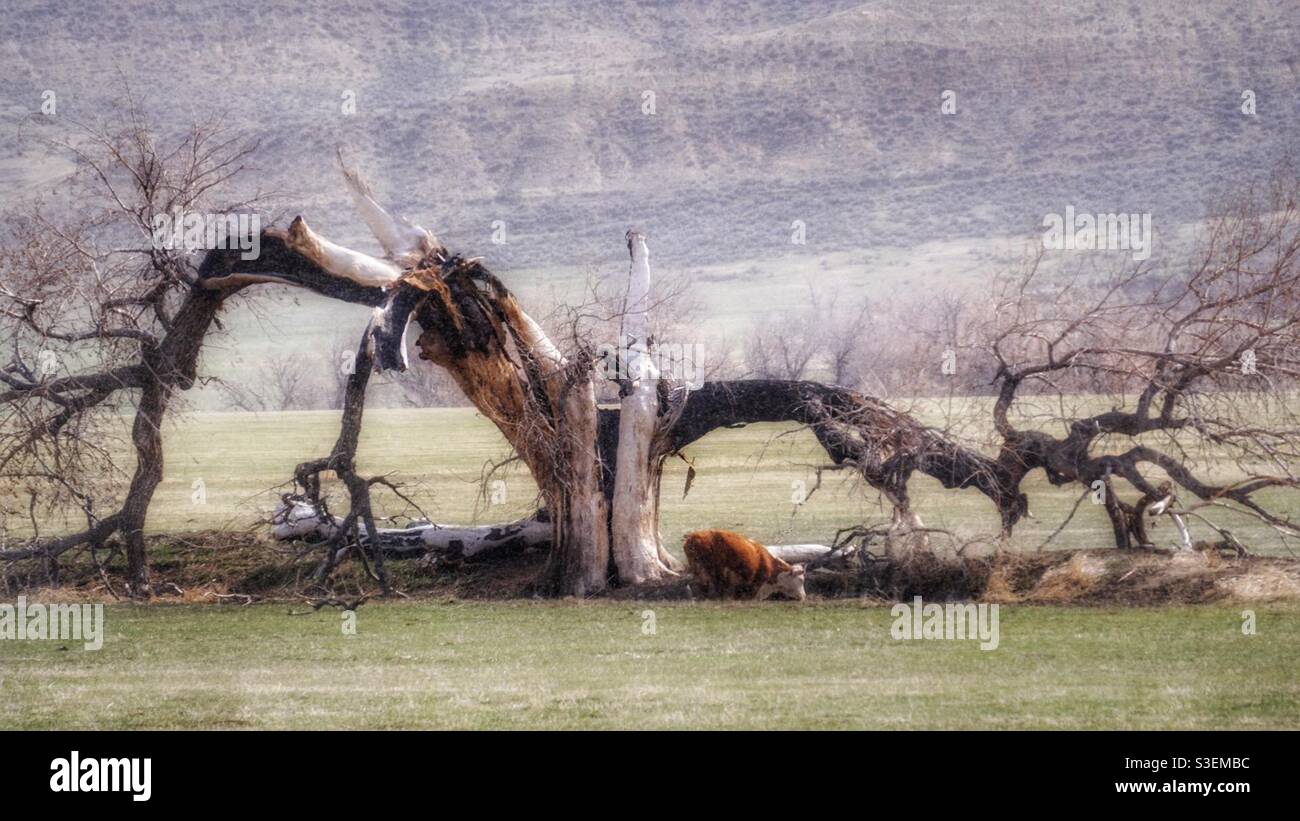 Lightening struck hi-res stock photography and images - Alamy