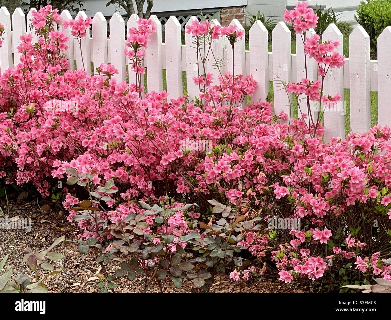 Lovely Miniature Pink Azaleas Against White Picket Fence Stock Photo