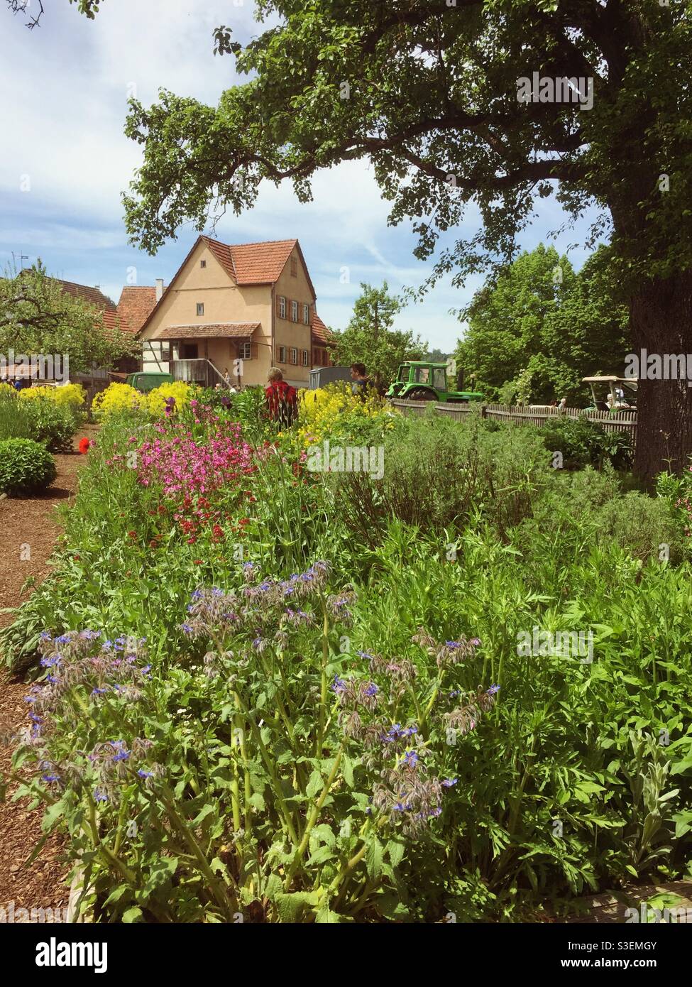 Beautiful blooming cottage garden and farmhouse in the background - Smartphone Captured Stock Image