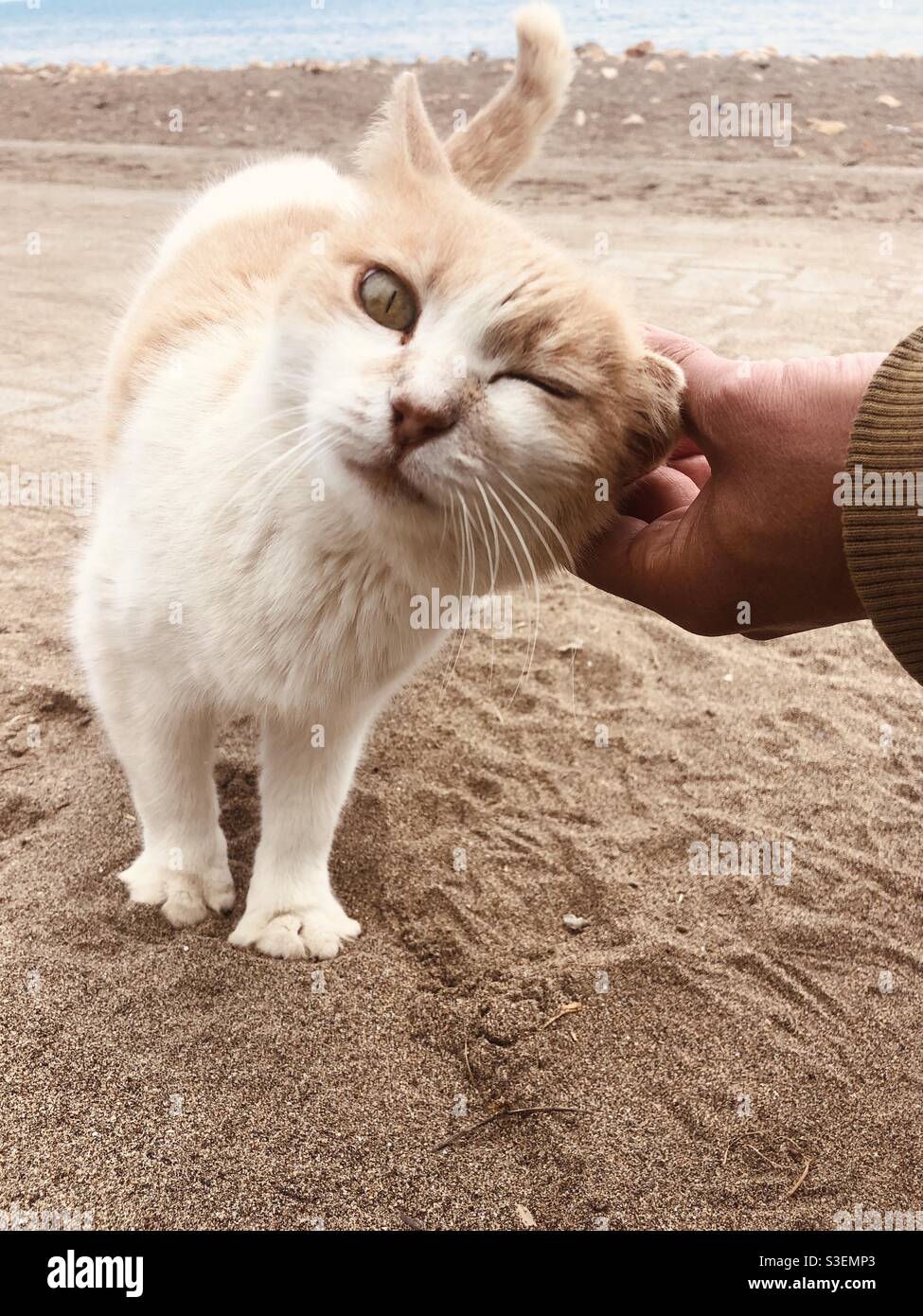 Cat winking as man caresses  him - Smartphone Captured Stock Image