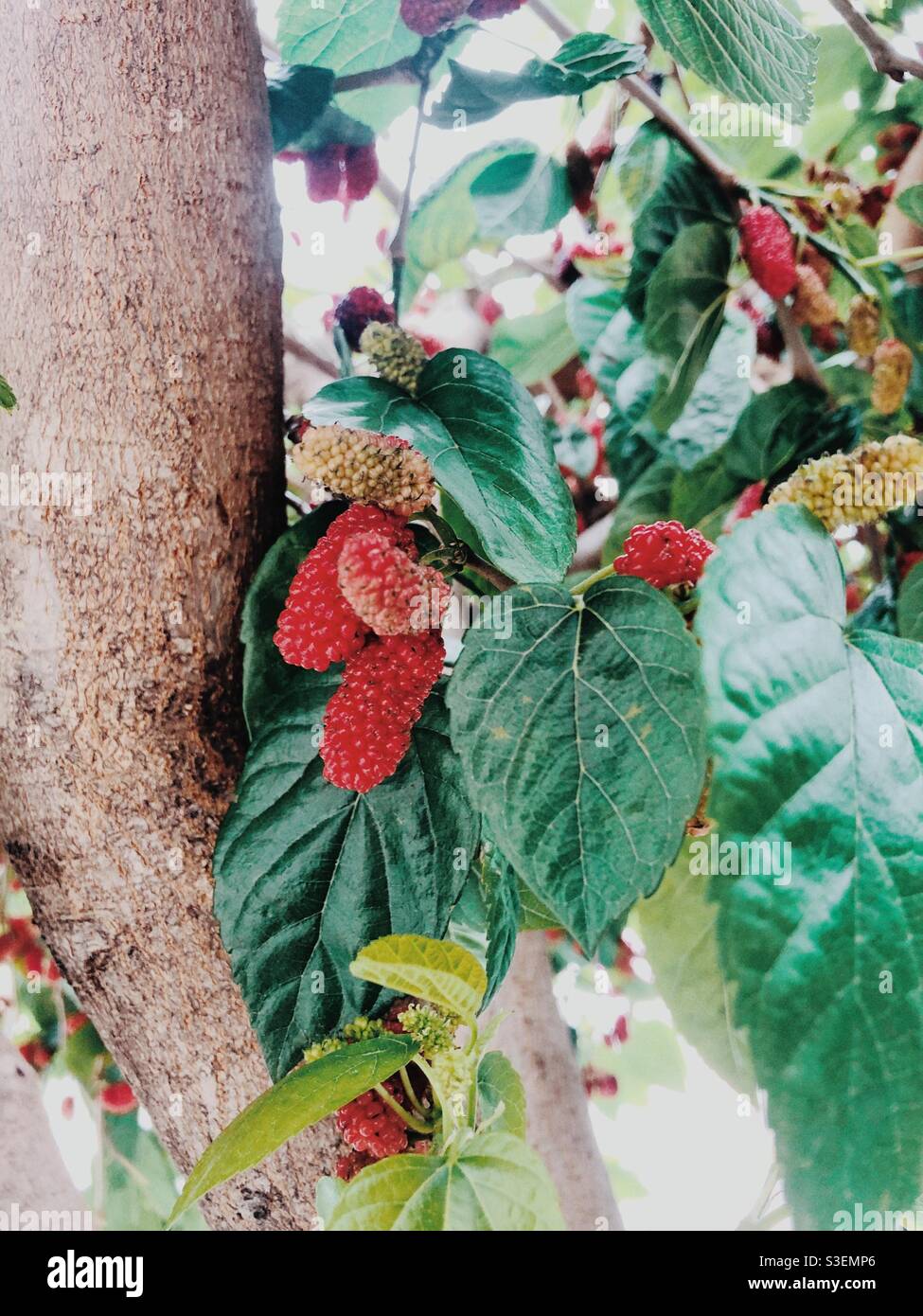 Fresh Mulberries on a tree - Smartphone Captured Stock Image