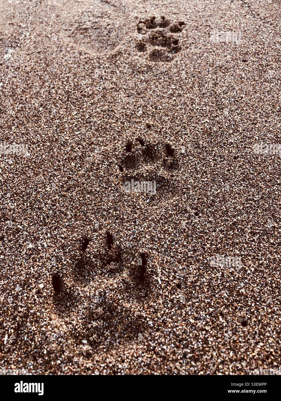 Cat pawns tracks on sandy beach Stock Photo